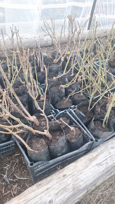 сад и огород саханцы