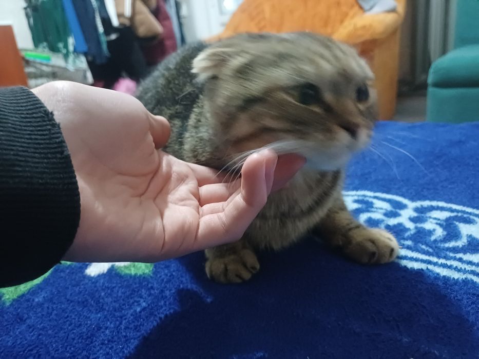 Продам любимую кошечку