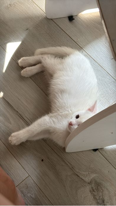 Котенок кошечка ищет дом