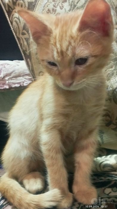 Отдам красивого котёнка
