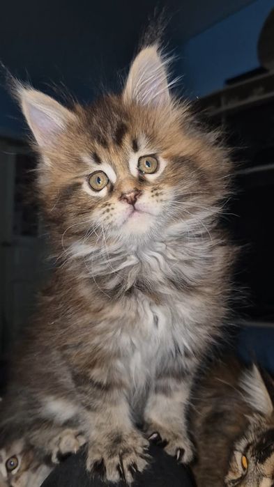 Котята породы Мейн-кун