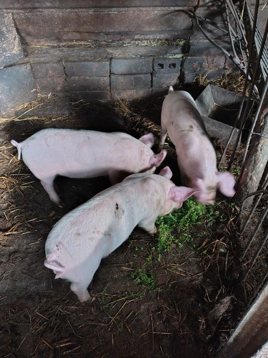 Продавам 2 мъжки прасенца