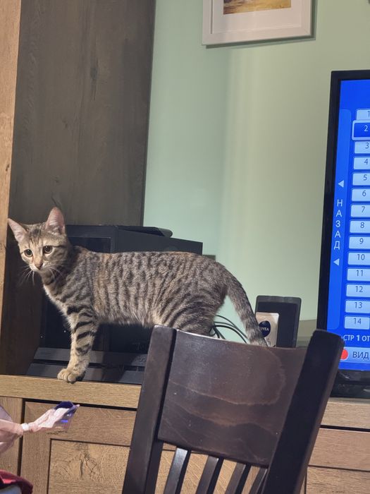 Женско коте кастрирано