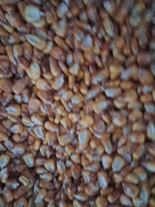 Furaj si porumb de vanzare