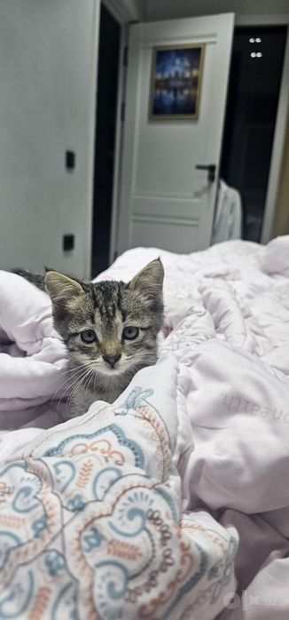 Бесплатно котёнок