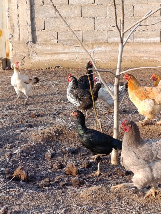 Продается куры домашние