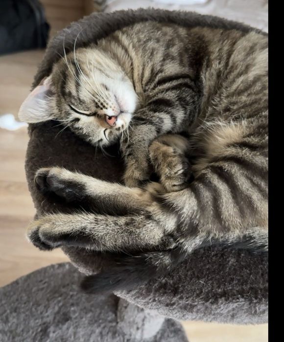 Коте търси дом: Мини