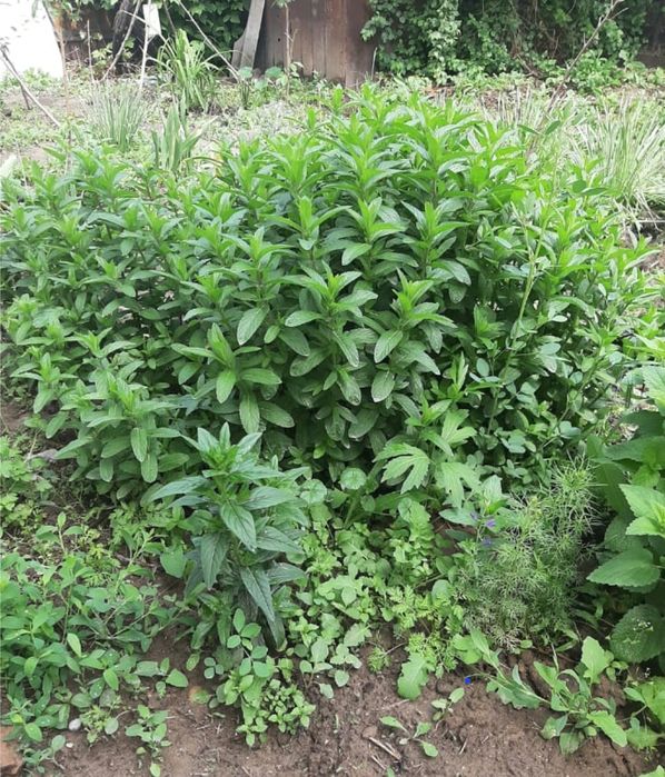 Цветы     цветы.