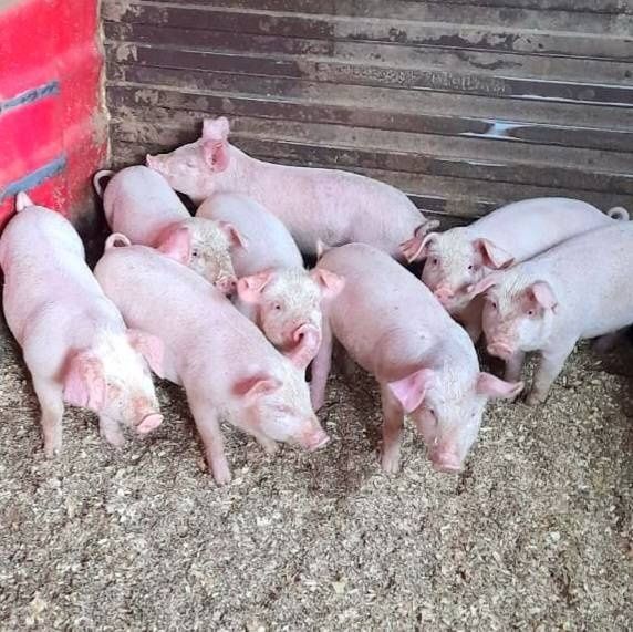 Поросята животные