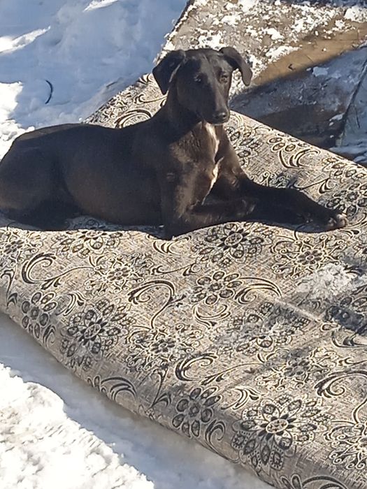 Тазы күшігі бар щенок