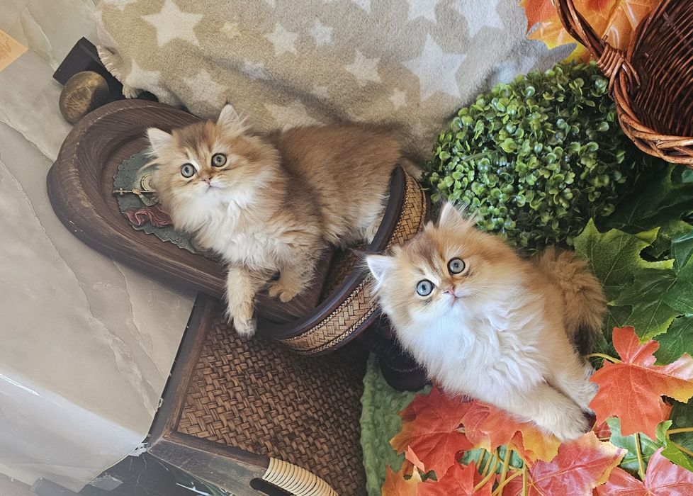 Британски дългокосмести котенца