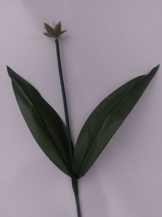 Продам стебли тюльпанов и роз