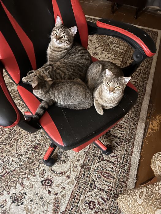 Котенок в добрые руки