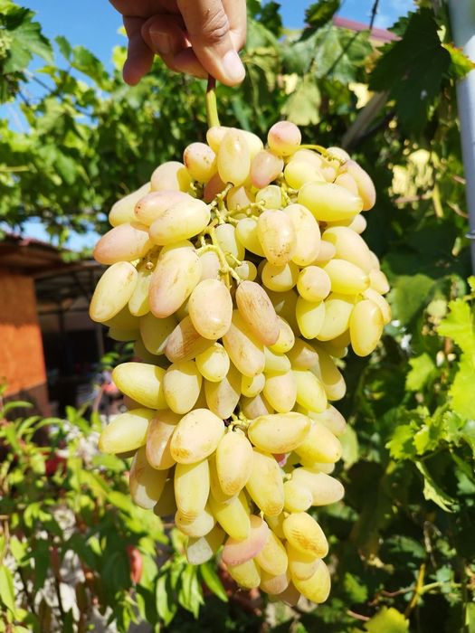 Preobrajenie vita de vie anul 3 la ghiveci