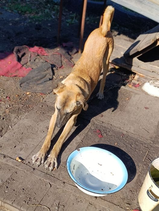 Срочно котик в добрые руки!