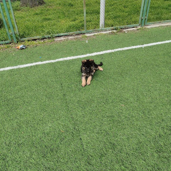 Hемска Oвчарска със чип и всички ваксини