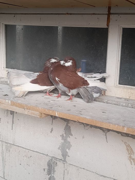 Porumbei volati unguresti