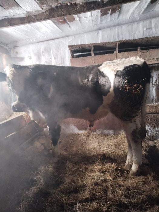 Продам Бычкова.  .