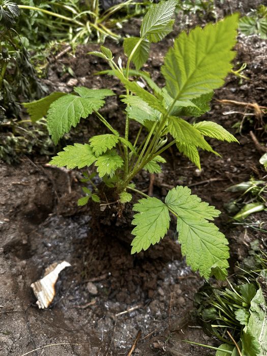 Продам саженцы ремонтантной малины