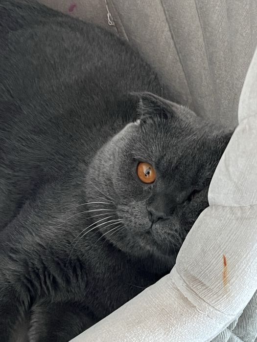 Продается кошка британский скотч цена договорная
