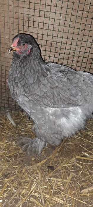 Ouă pentru incubat – mixt gospodăresc