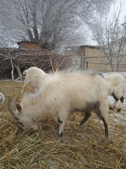 Козы хорошие животных