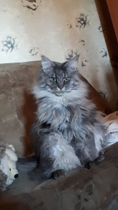 Срочно!!Пропал кот!!