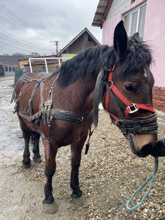 Vand manză de un an si 5 luni
