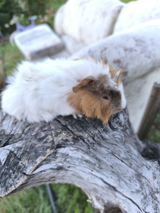 Малки морски свинчета