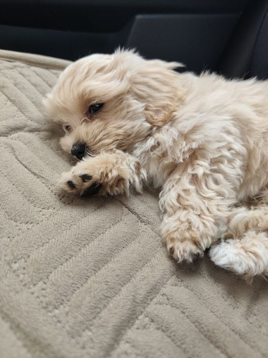 Продается мальтипу ф1 девочка