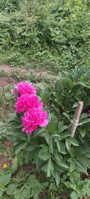 Цветы пионов. Находимся в городе.