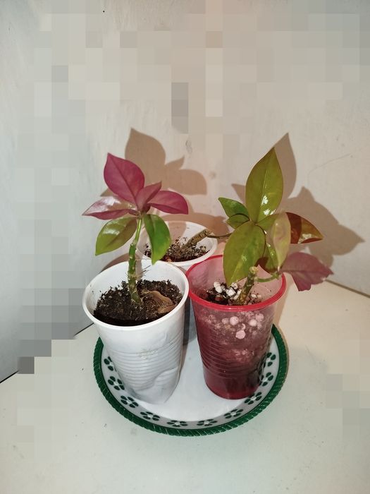 Каланхоэ цветущий и др.