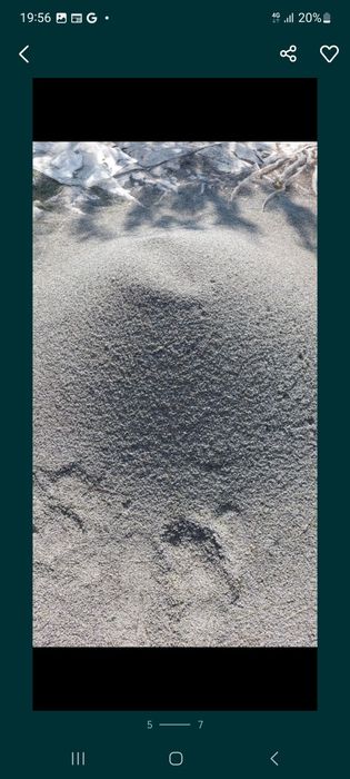 Lavanda  iulie 2025  floare uscata recent.