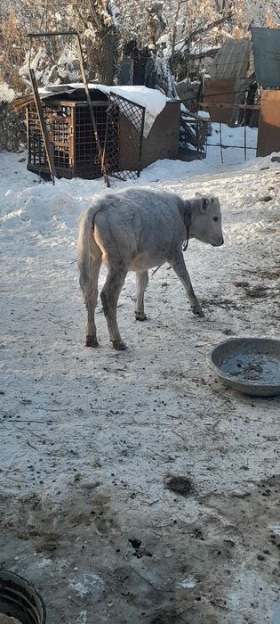 Продам телят и быков