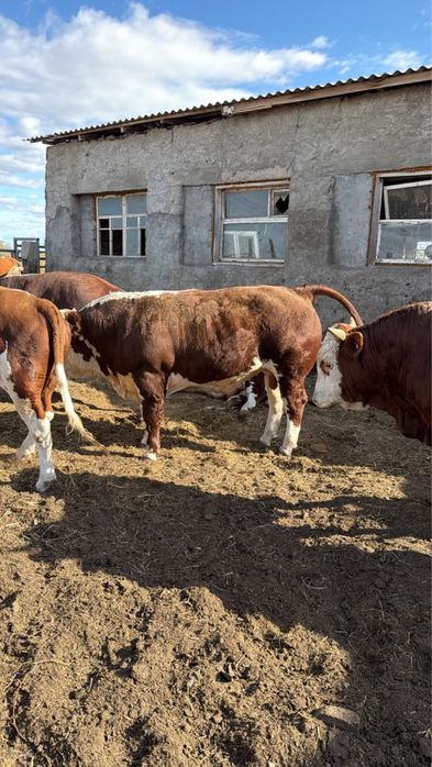 Продам быков с откорма