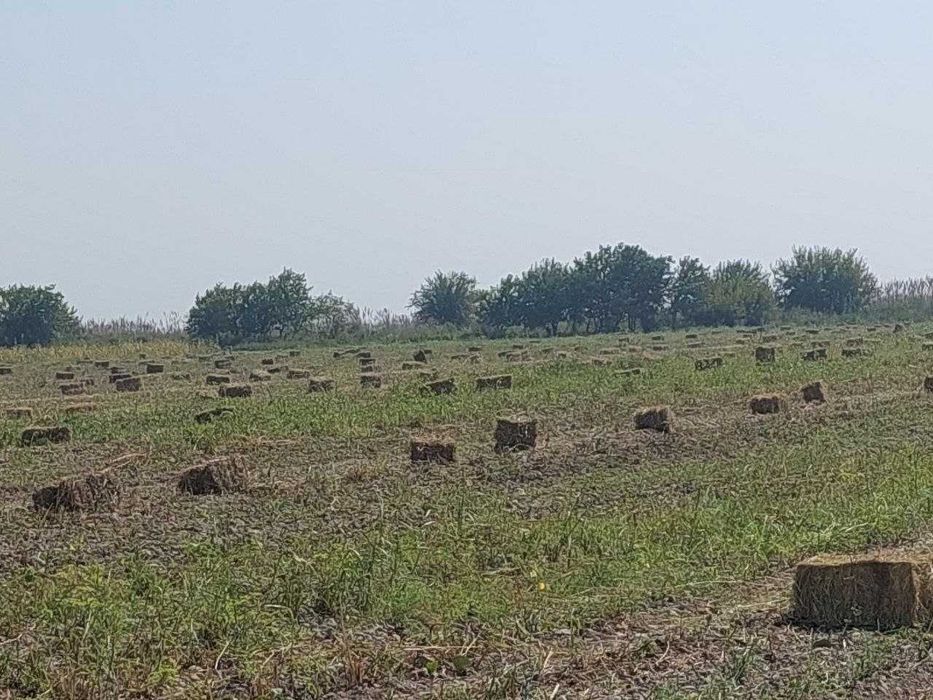 Ferma va hovli sotiladi – 5 xonali uy, molxona, 30 sotix jami.