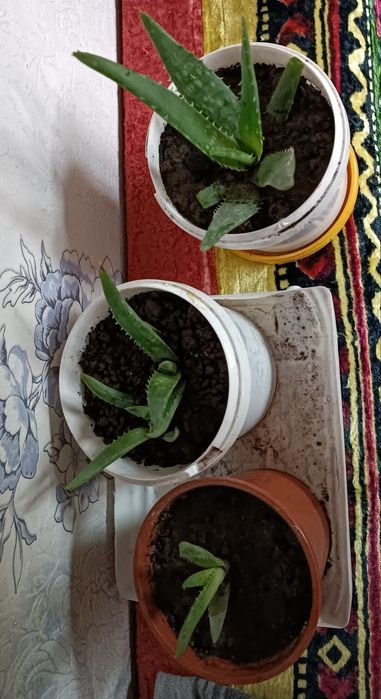 Продам Алоэ - вера