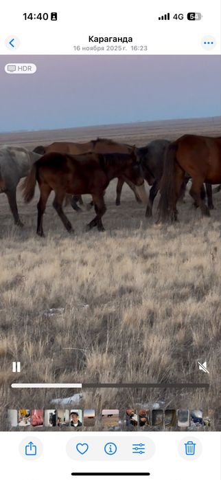 Құлындайтын сауын биелер сатылады