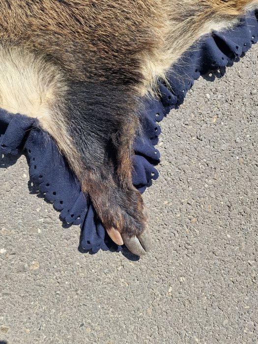 Blană ornamentală de mistreț