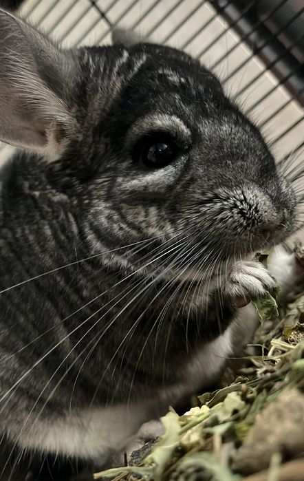 Chinchila mascul gri vine si cu cusca+mancare