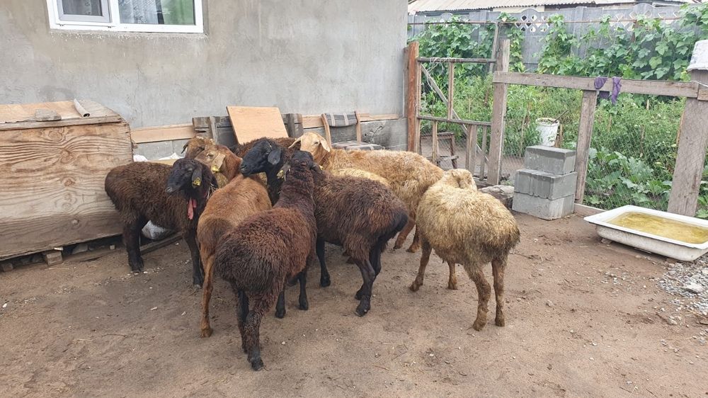Продам баран на Курбан Айт в городе