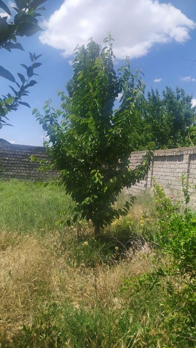 Ховли Участка сотилади Куктеракда. 75000 . 6 сотих  20х30. Срочно