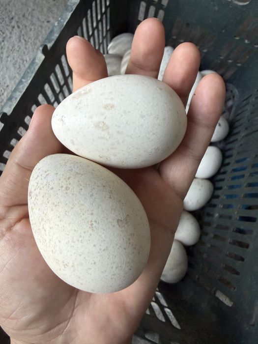 Kurka tuxumlari joja chiqartirish uchun. Индюк. Яйцо.