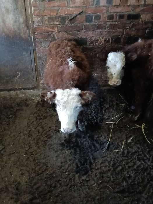 Продам Телят 2 штук