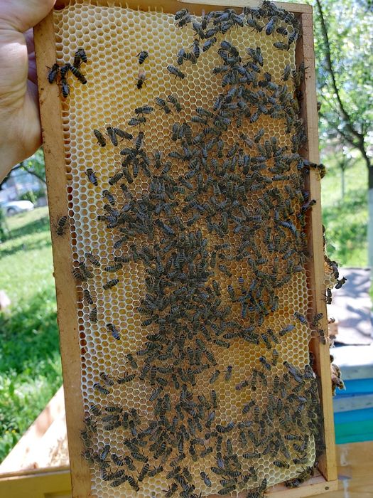 Miere 100% naturala.
Miere de salcâm 35 lei kg 
Miere de tei 30 le