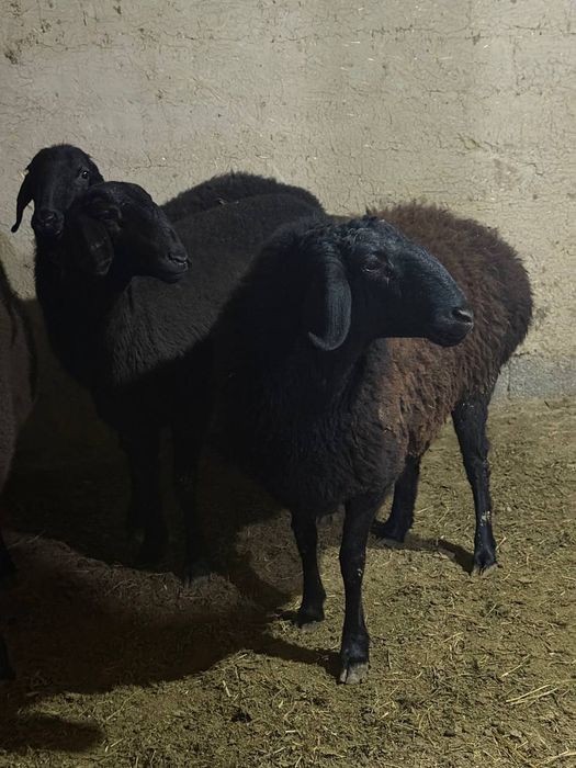 Surxondaryo xusori qoylari