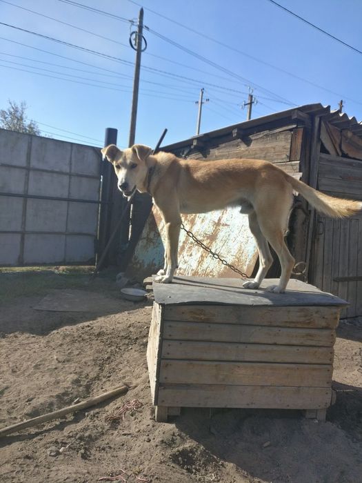 Отдам в добрые руки