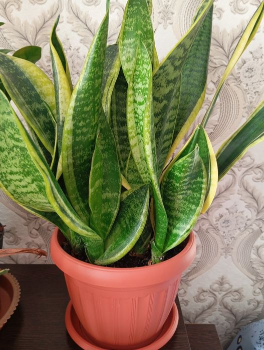 Продам комнатные растения недорого