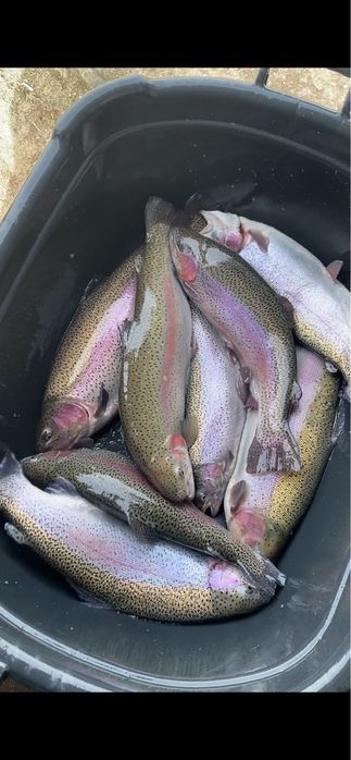 Живая форель навеской от 400гр до 700гр