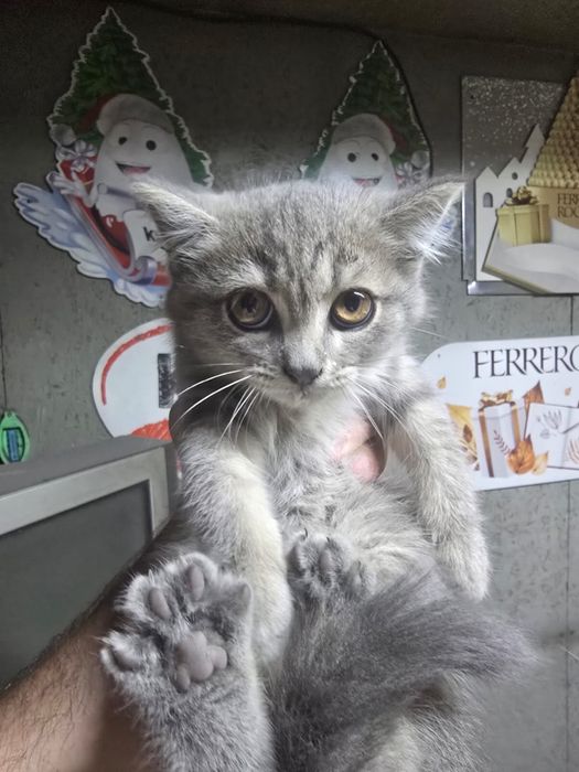 Отдам котят  в хорошие руки